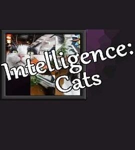 Buy Intelligence: Cats Steam CD Key