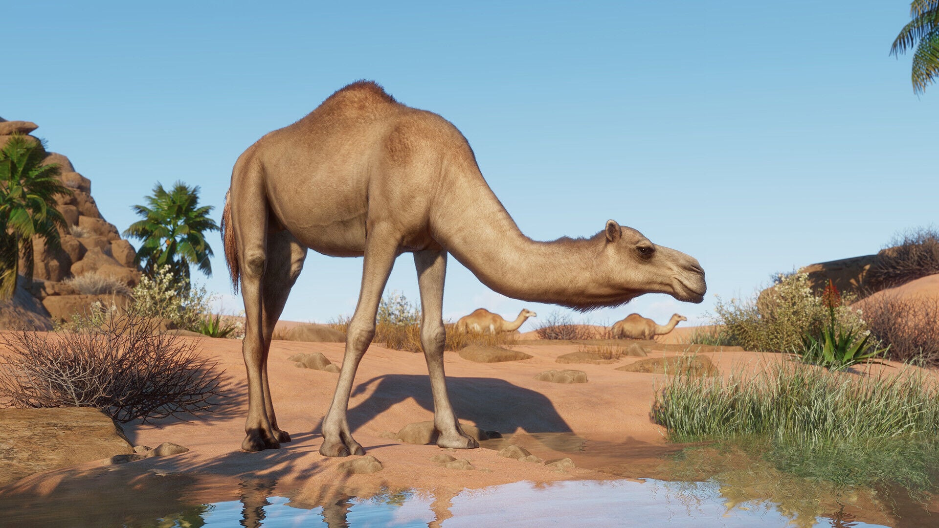 Buy Planet Zoo: Arid Animal Pack Steam CD Key - Image 7